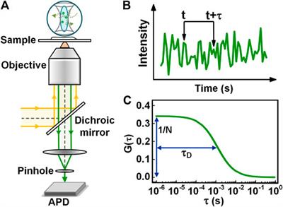 Frontiers A Comprehensive Review Of Fluorescence Correlation Spectroscopy